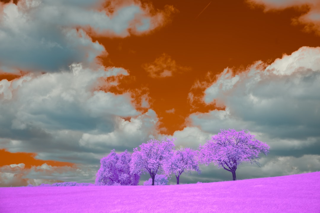 Photo dream interpretation