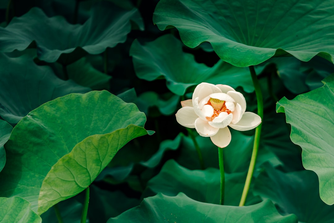 Photo bogat cu loto online